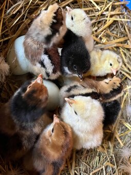 Násadová vejce - 2