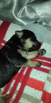 Křížený Pražský krysařík - 2