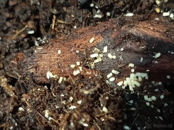 Prodej chvostoskoků a isopodů - 2