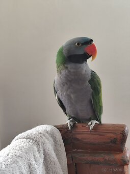 Alexandr čínský - 2