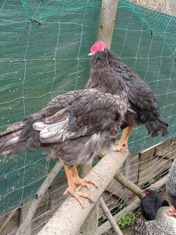 Prodám kohout 5 měsíců - 2