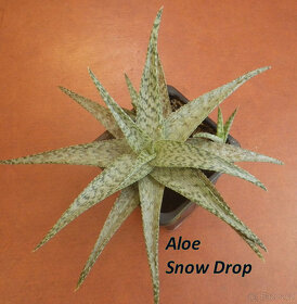 Zakrslé Aloe a jiné sukulenty - 2