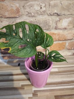 Monstera adansonii mint - 2