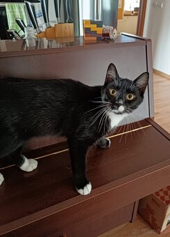 Sissi a Angie - koťata, 7 měsíců - 2