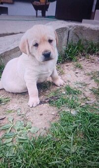 Labrador - 2