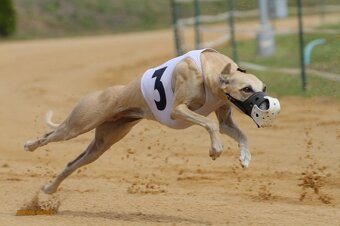 Whippet (vipet) štěňata k zadání - 2