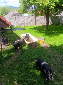Kune kune sviňka - 2