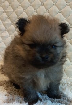 Pomeranian  - kluci - pidi - 2