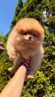 Pomeranian - 2