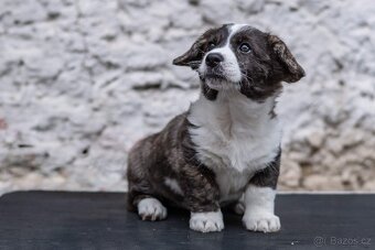 Welsh Corgi Cardigan – štěňata s PP - 2