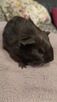 Morče, sameček , stáří 6 týdnů - 2