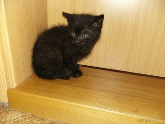 Hravé koťátka - 2