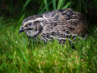 Amerika Mix křepelka - Vejce do líhně + Topný sáček - 2