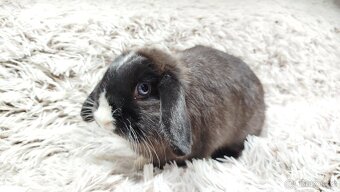 Zakrslý beránek, králíček, králík - 2