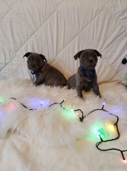 Stafordšírský bulteriér - 2