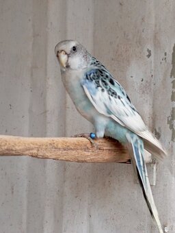 Rosela pestrá, modrá, černomodrá, zlatá - 2