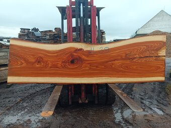 Jilm horský ,,stolové desky,, - 2