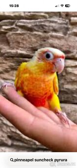 Pyrura pinneapel suncheck - 2