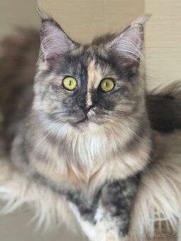 Mainská mývalí s PP - 2