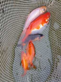 karasi do jezírek - 2