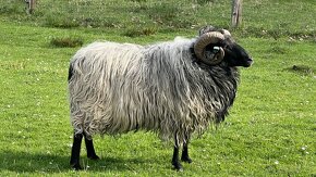 Beran ovce vřesové - prodej - 2