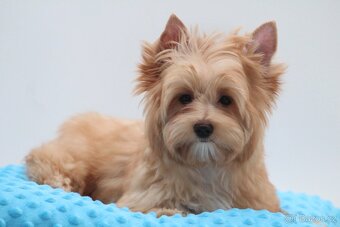 golddust yorkshire terrier s PP - 2