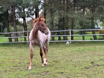 AQH hřebeček ze zahraničního spojení - 2