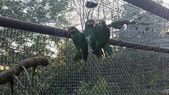 Prodám Alexandr růžový vousatý - 2