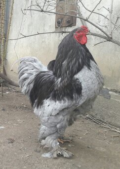 Brahmanka velká modrá - 2