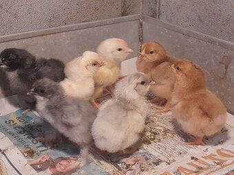 Kuřátka - 2