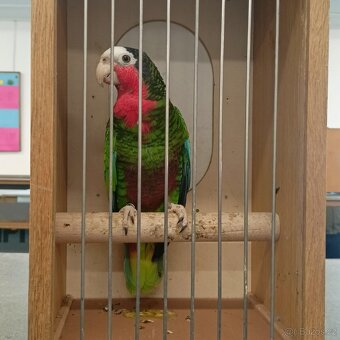 Amazoňan kubánský - 2