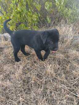 labrador - 2