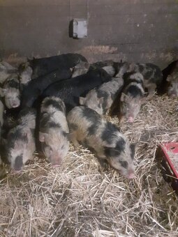 Kune kune - 2