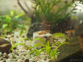 Poecilia wingei Campoma No31 Snake Blue - 2