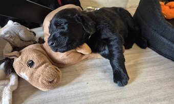 Flat coated retriever - štěňátka s PP - 2