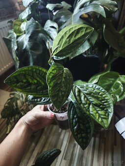 Monstera Karstenianum ( Peru ) č.4 - 2