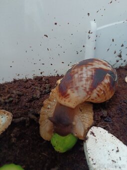 Šnek achatina - 2