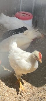 Leghorn mladí kohoutci 3ks - 2