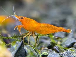 Krevetky - Neocaridina Orange Sakura - 2