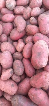 Brambory na,uskladnění - 2