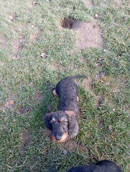 Jezevčík drsnosrstý - 2