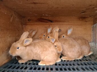 Králík čistokrevný Český červený samci i samice - 2