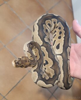 Krajta královská - 2