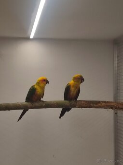 Aratingy slnečne - 2