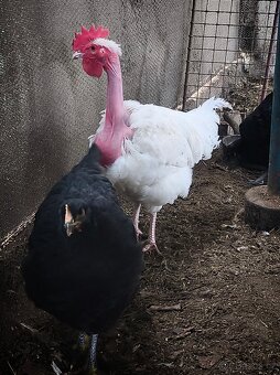 Prodám Holokrčky kohouty - 2