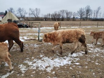 Jalovice limousine/charolais - 2