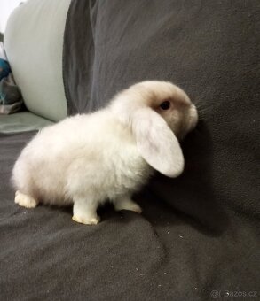 Zakrslý beránek králíček - 2