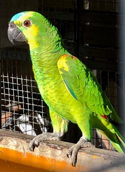 Amazoňan modrocely - 2