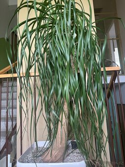 Sloní noha - bokarnea tlustokmenná - 2