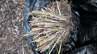 Ozdobnice čínská - 2